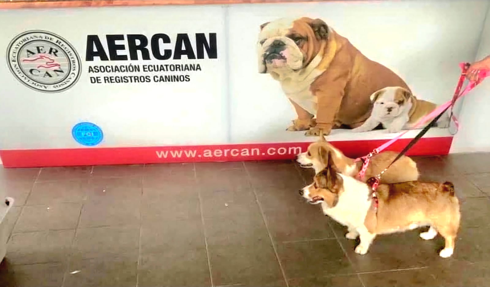 Corgis Ecuador en AERCAN