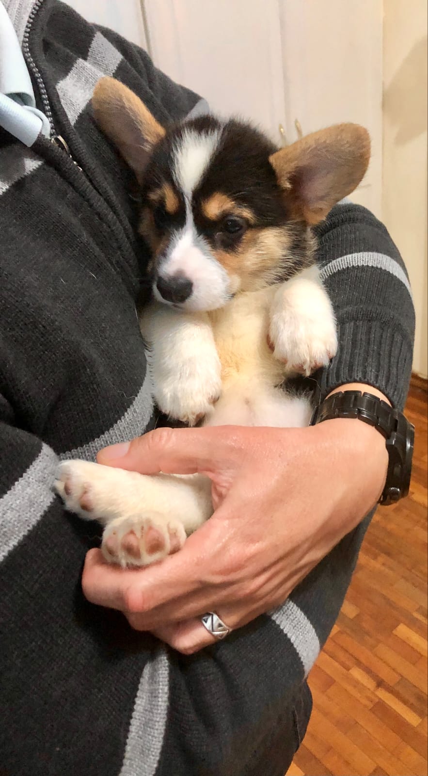 Cachorro Corgi en brazos
