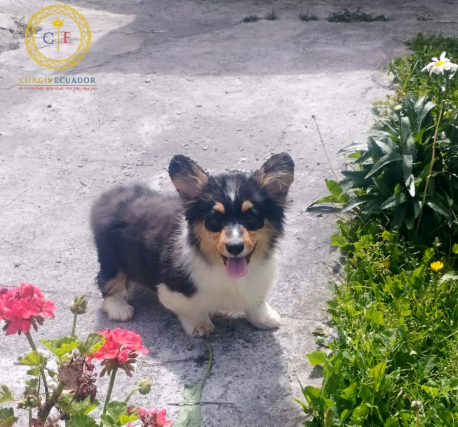 Cachorro tricolor