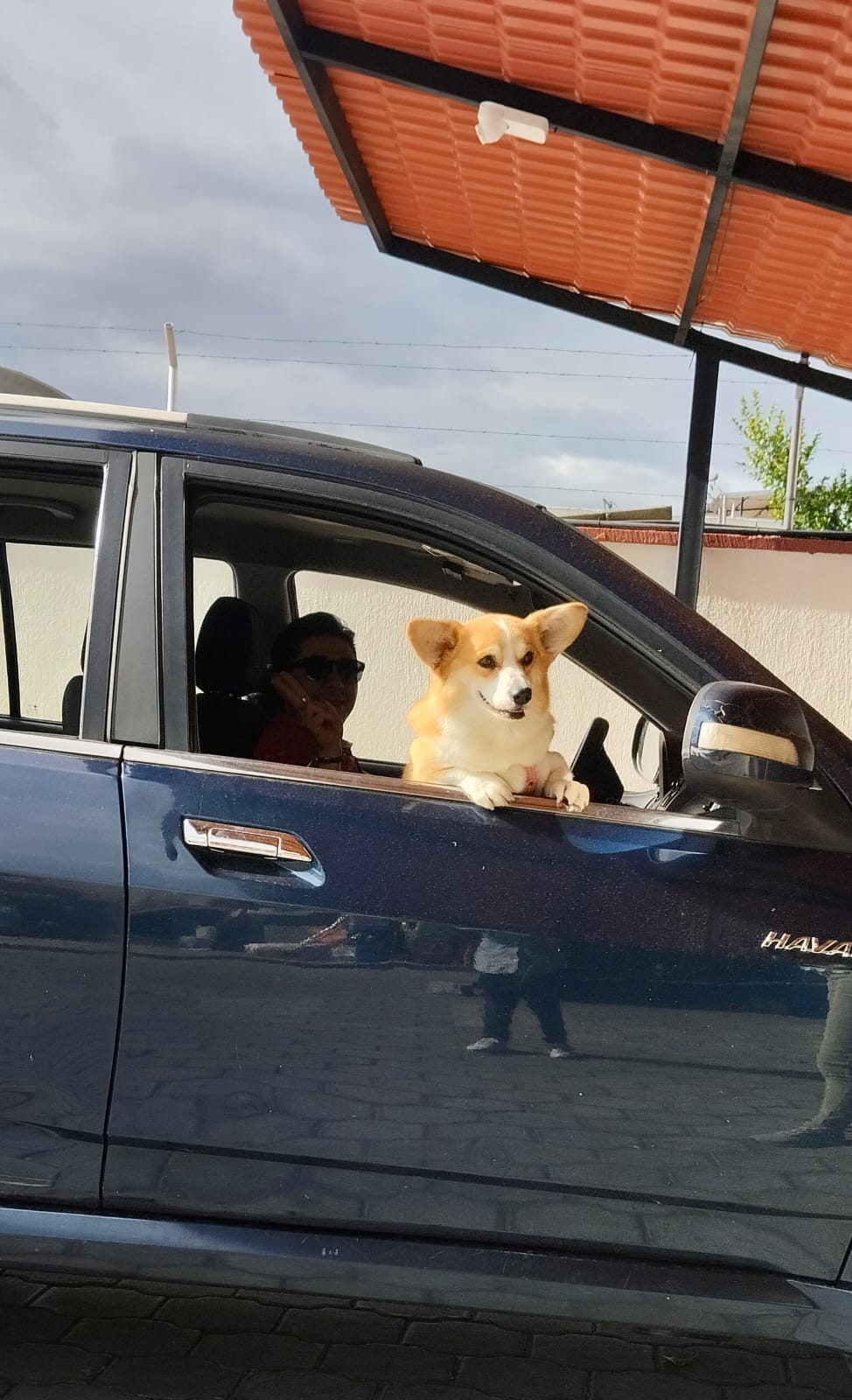 Corgi en el auto