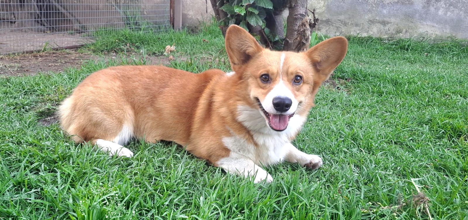 Corgi en jardín